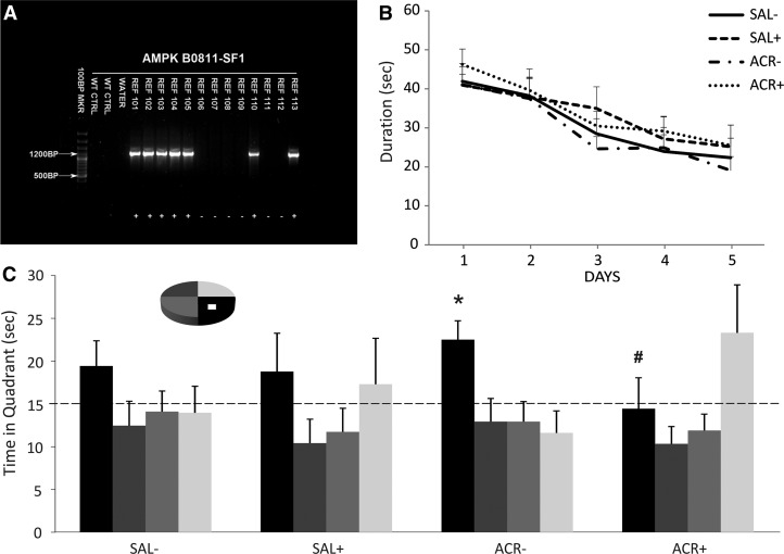 AICAR peptide study